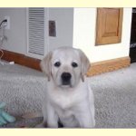 Integrity Farm Labrador Retriever Pups