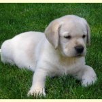 Integrity Farm Labrador Retriever Pups