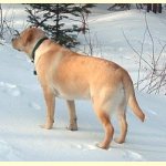 Integrity Farm Labrador Retriever Pups