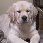 Integrity Farm Labrador Retriever Pups