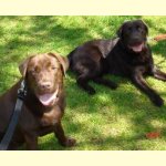 Integrity Farm Labrador Retriever Pups