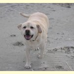 Integrity Farm Labrador Retriever Pups