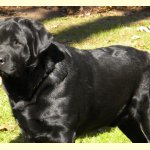 Integrity Farm Labrador Retriever Pups