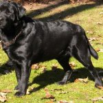 Integrity Farm Labrador Retriever Pups