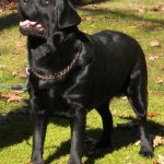 Integrity Farm Labrador Retriever Pups