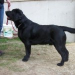 Integrity Farm Labrador Retriever Pups