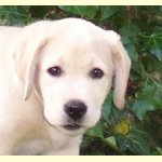 Integrity Farm Labrador Retriever Pups