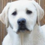 Integrity Farm Labrador Retriever Pups