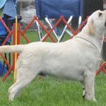 Integrity Farm Labrador Retriever Pups