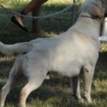 Integrity Farm Labrador Retriever Pups