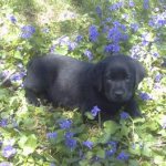 Integrity Farm Labrador Retriever Pups