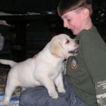 Integrity Farm Labrador Retriever Pups