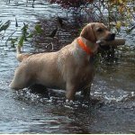 Integrity Farm Labrador Retriever Pups