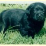 Integrity Farm Labrador Retriever Pups