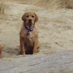 Integrity Farm Labrador Retriever Pups