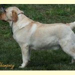 Integrity Farm Labrador Retriever Pups