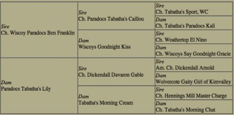 BISS Am. Ch. Paradocs Delians Scrubbing In “Scrubs” Pedigree BISS Am. Ch. Paradocs Delians Scrubbing In “Scrubs” Pedigree